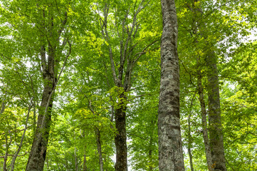 新緑のブナ林