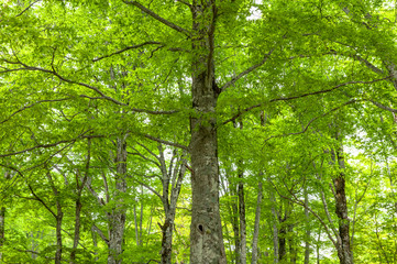新緑のブナ林