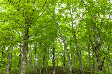 新緑のブナ林