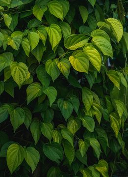 Betel vine