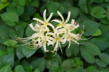 Cluster amaryllis (Higan-bana)
