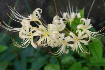 Cluster amaryllis (Higan-bana)

