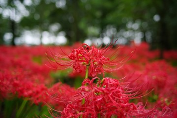 Cluster amaryllis (Higan-bana)
