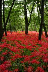 Cluster amaryllis (Higan-bana)
