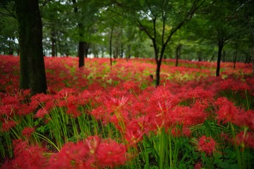 Cluster amaryllis (Higan-bana)
