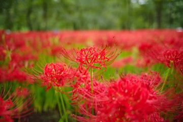 Cluster amaryllis (Higan-bana)
