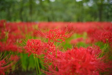 Cluster amaryllis (Higan-bana)
