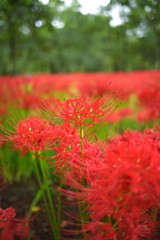 Cluster amaryllis (Higan-bana)

