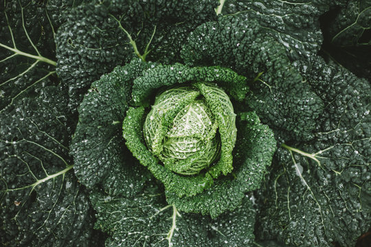Savoy cabbage after rain