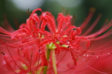 Cluster amaryllis (Higan-bana)
