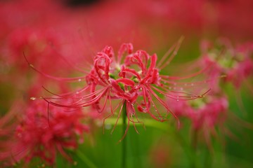 Cluster amaryllis (Higan-bana)
