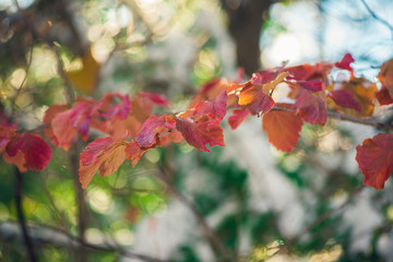 red witchhazel leaves in snow