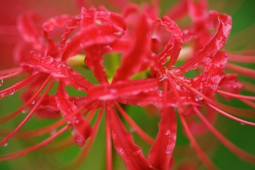 Cluster amaryllis (Higan-bana)
