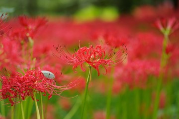 Cluster amaryllis (Higan-bana)
