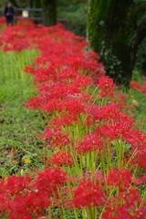 Cluster amaryllis (Higan-bana)