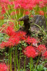 Cluster amaryllis (Higan-bana)