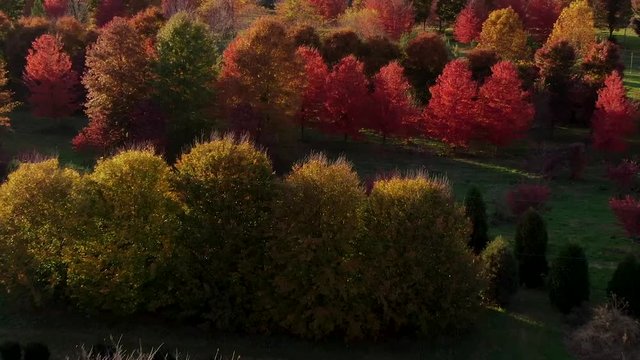 Drone flaying above trees covered in vibrant yellow, orange and red colors in autumn, camera slowly tilting upwards and revealing the scene