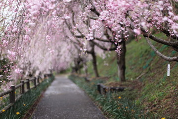 しだれ桜の散歩道