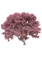 Fototapeta premium Pink sakura japanese tree, cherry blossom isolated on white background with clipping path.