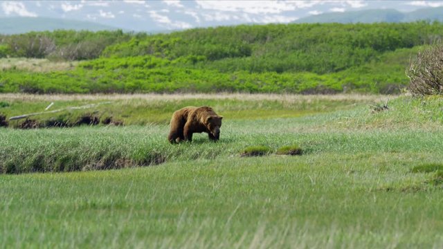 Male brown grizzly bear hunting on Katmai Peninsula National Park Reserve Alaska