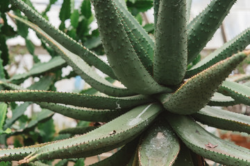 Succulent plants growing in a Botanical in a Botanical Greenhouse