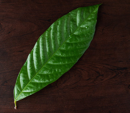 Fototapeta One green cacao leaf