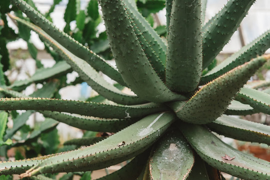 Succulent plants growing in a Botanical in a Botanical Greenhouse