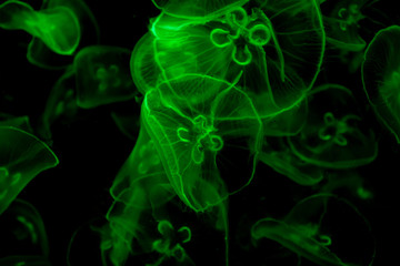 Jelly fish under color lighting