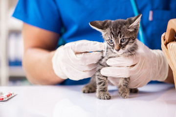Dierenarts die kittens onderzoekt in dierenziekenhuis