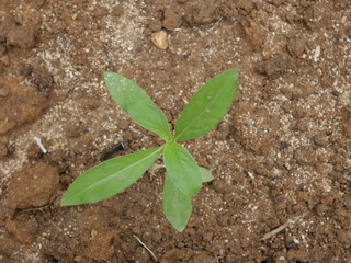 young plant in soil
