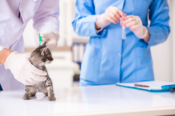 Doctor and assistant in vet clinic checking up kitten