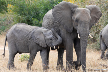 Mother and juvenile African elephants, Loxodanta Africana, up close with natural African landscape in background 
