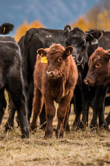 red calf © Tedi S Photography