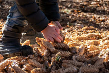 Young child's hands picking up pinecones from the ground