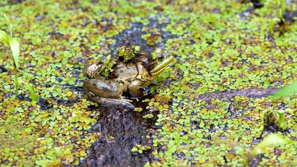 Frog on Log