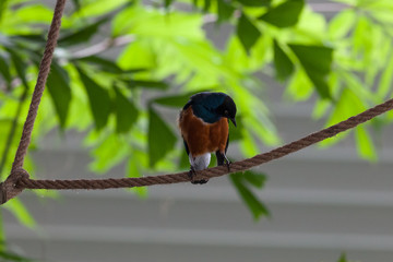 Dreifarben-Glanzstar