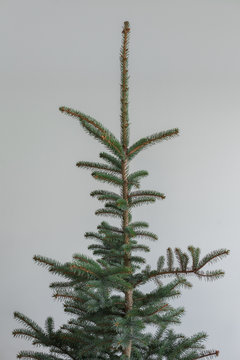 The top of a Christmas tree against neutral background