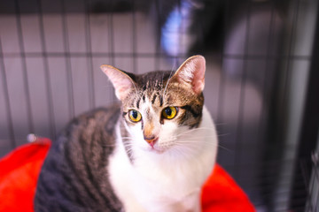 Close up of cat is lying in the cage.

