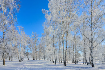 Cold winter day, beautiful hoarfrost and rime on trees