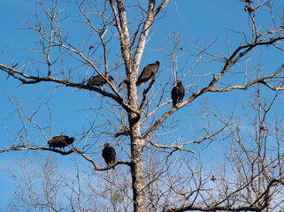 Black and turkey vultures in leafless winter tree on sunny day