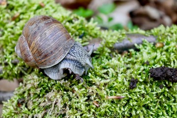 Schnecke im Wald