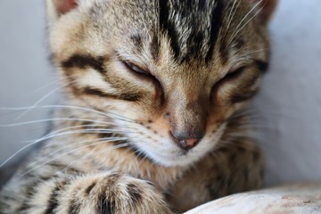 Bengalkätzchen müde