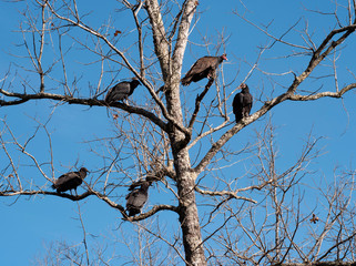 Black and turkey vultures in leafless winter tree on sunny day 2
