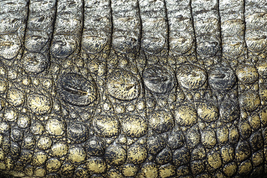Skin texture Crocodile