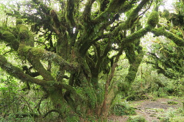 Grüner Urwald mit Farne und Moos