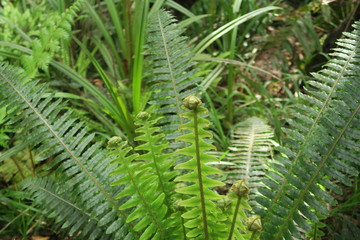 Grüner Urwald mit Farne und Moos