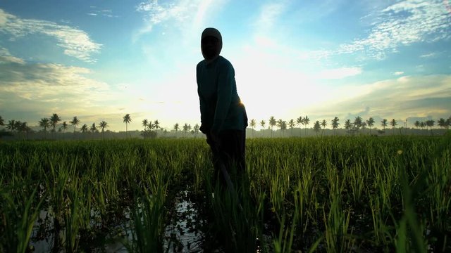 Asian female manual worker in the tropical rice fields of Java Indonesia 