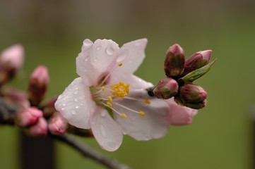 アーモンドの花