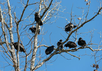 Black and turkey vultures in leafless winter tree on sunny day 3