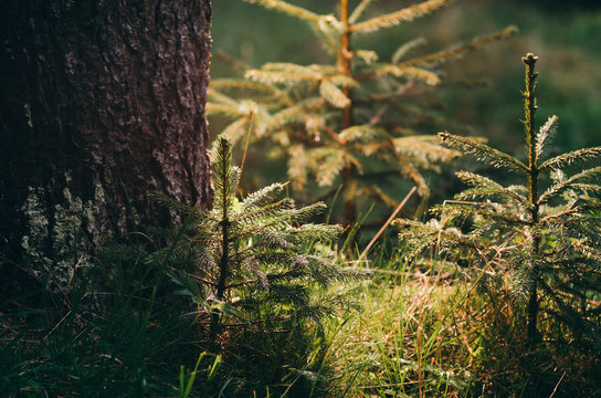 New dawn in forest